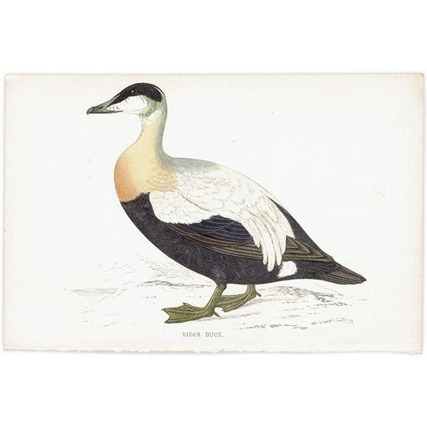 EIDER DUCK ۥ󥱥勵 1850ǯ ꥹ ƥץ ʪ  (A history of British birds)   0151