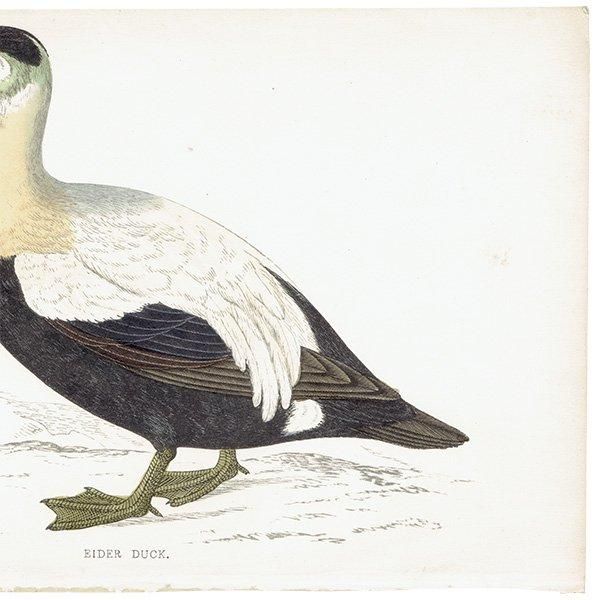 EIDER DUCK ۥ󥱥勵 1850ǯ ꥹ ƥץ ʪ  (A history of British birds)   0151