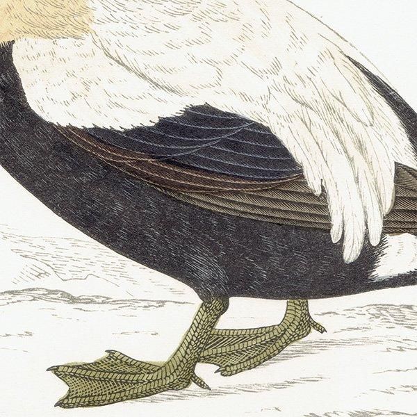 EIDER DUCK ۥ󥱥勵 1850ǯ ꥹ ƥץ ʪ  (A history of British birds)   0151
