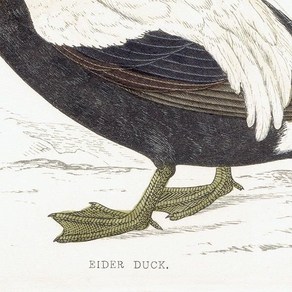 EIDER DUCK ۥ󥱥勵 1850ǯ ꥹ ƥץ ʪ  (A history of British birds)   0151