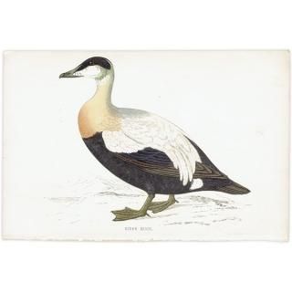 EIDER DUCK ۥ󥱥勵 1850ǯ ꥹ ƥץ ʪ  (A history of British birds)   0151