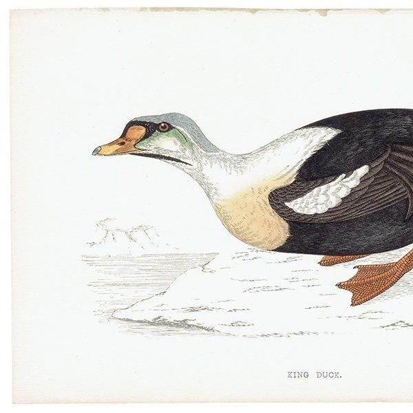 KING DUCK 勵 ? 1850ǯ ꥹ ƥץ ʪ  (A history of British birds)   0136