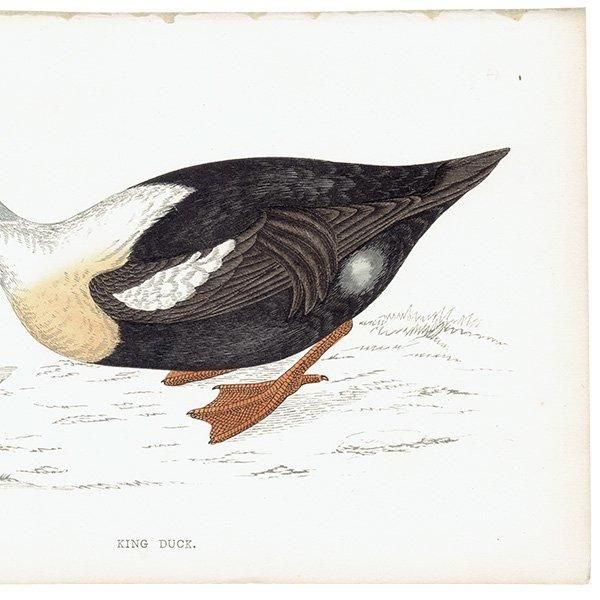 KING DUCK 勵 ? 1850ǯ ꥹ ƥץ ʪ  (A history of British birds)   0136