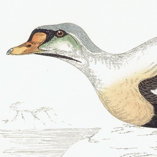 KING DUCK 勵 ? 1850ǯ ꥹ ƥץ ʪ  (A history of British birds)   0136