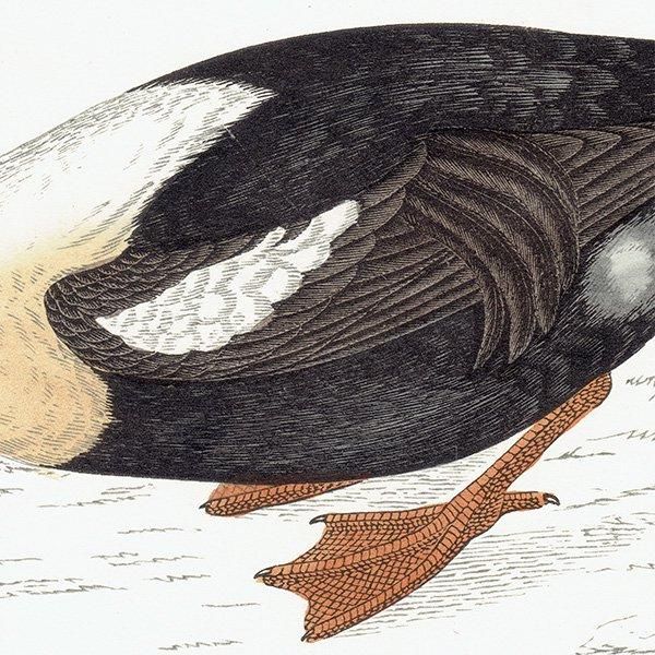 KING DUCK 勵 ? 1850ǯ ꥹ ƥץ ʪ  (A history of British birds)   0136