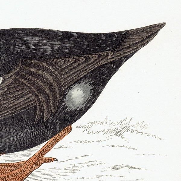 KING DUCK 勵 ? 1850ǯ ꥹ ƥץ ʪ  (A history of British birds)   0136