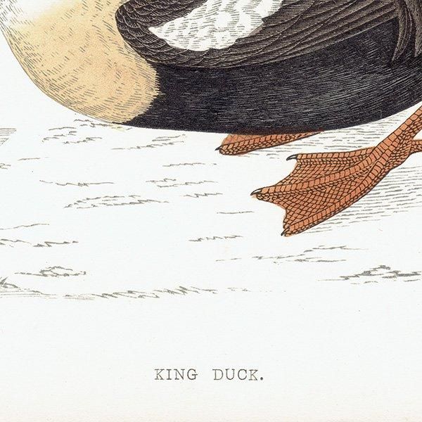 KING DUCK 勵 ? 1850ǯ ꥹ ƥץ ʪ  (A history of British birds)   0136