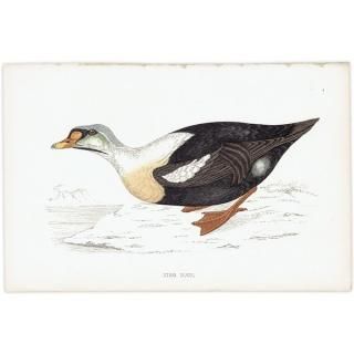 鳥(Birds) - インテリアにプラスしたくなる アンティーク と 鳥(Birds) - インテリアにプラスしたくなる アンティーク と