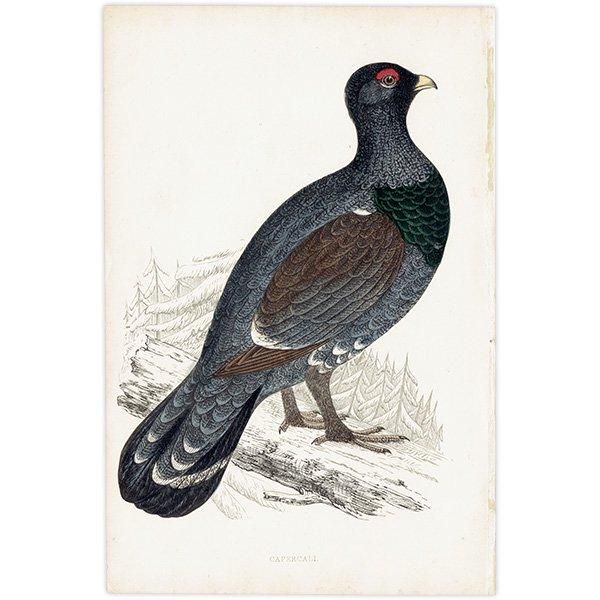CAPERCALI 衼åѥ饤祦 1850ǯ ꥹ ƥץ ʪ  (A history of British birds)   0137