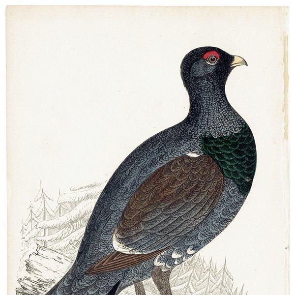 CAPERCALI 衼åѥ饤祦 1850ǯ ꥹ ƥץ ʪ  (A history of British birds)   0137