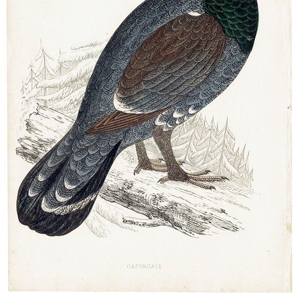 CAPERCALI 衼åѥ饤祦 1850ǯ ꥹ ƥץ ʪ  (A history of British birds)   0137