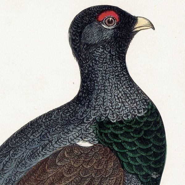 CAPERCALI 衼åѥ饤祦 1850ǯ ꥹ ƥץ ʪ  (A history of British birds)   0137