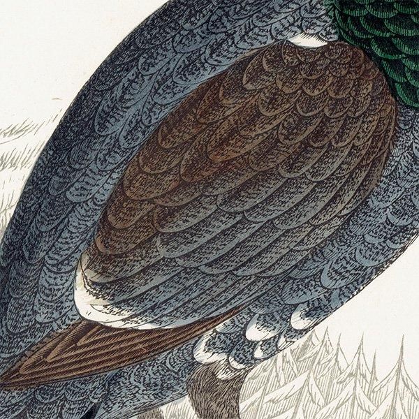 CAPERCALI 衼åѥ饤祦 1850ǯ ꥹ ƥץ ʪ  (A history of British birds)   0137