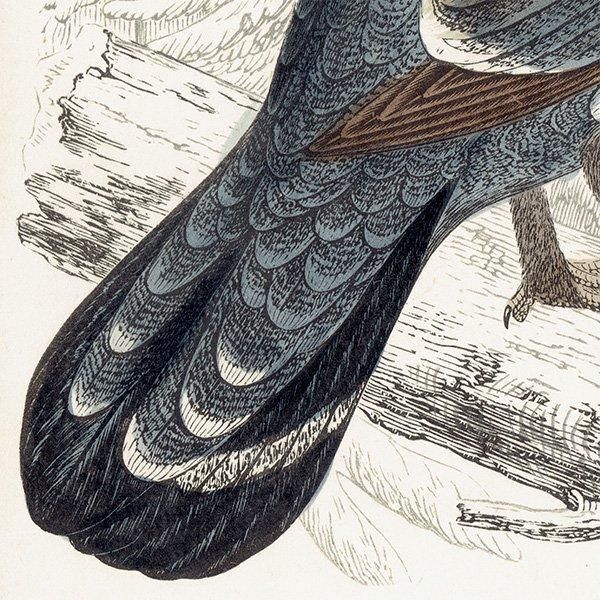 CAPERCALI 衼åѥ饤祦 1850ǯ ꥹ ƥץ ʪ  (A history of British birds)   0137