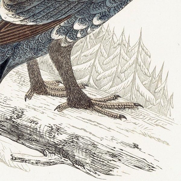 CAPERCALI 衼åѥ饤祦 1850ǯ ꥹ ƥץ ʪ  (A history of British birds)   0137
