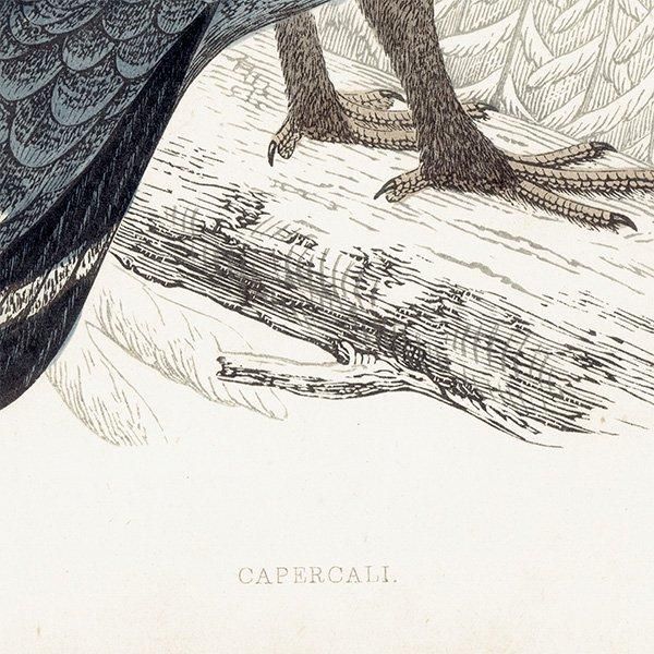 CAPERCALI 衼åѥ饤祦 1850ǯ ꥹ ƥץ ʪ  (A history of British birds)   0137