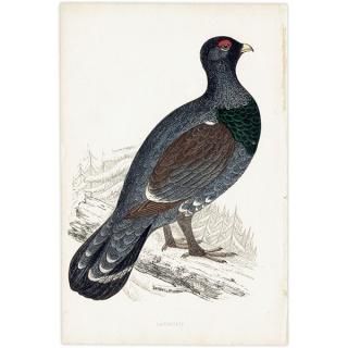 CAPERCALI 衼åѥ饤祦 1850ǯ ꥹ ƥץ ʪ  (A history of British birds)   0137