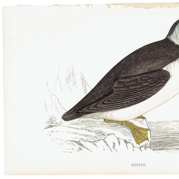 PUFFIN ѥեʥ˥ĥΥɥ 1850ǯ ꥹ ƥץ ʪ  (A history of British birds)   0152