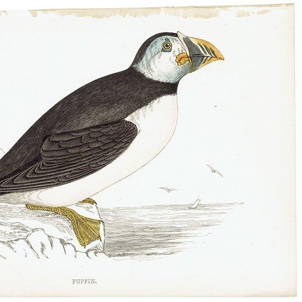 PUFFIN ѥեʥ˥ĥΥɥ 1850ǯ ꥹ ƥץ ʪ  (A history of British birds)   0152