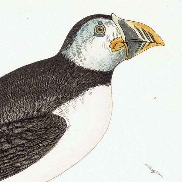 PUFFIN ѥեʥ˥ĥΥɥ 1850ǯ ꥹ ƥץ ʪ  (A history of British birds)   0152