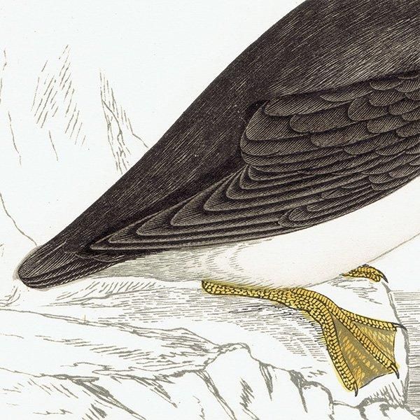 PUFFIN ѥեʥ˥ĥΥɥ 1850ǯ ꥹ ƥץ ʪ  (A history of British birds)   0152