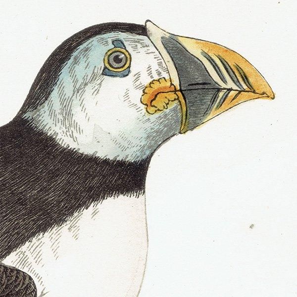 PUFFIN ѥեʥ˥ĥΥɥ 1850ǯ ꥹ ƥץ ʪ  (A history of British birds)   0152