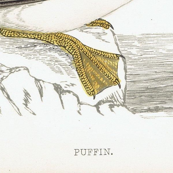 PUFFIN ѥեʥ˥ĥΥɥ 1850ǯ ꥹ ƥץ ʪ  (A history of British birds)   0152