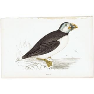 鳥(Birds) - インテリアにプラスしたくなる アンティーク と 鳥(Birds) - インテリアにプラスしたくなる アンティーク と