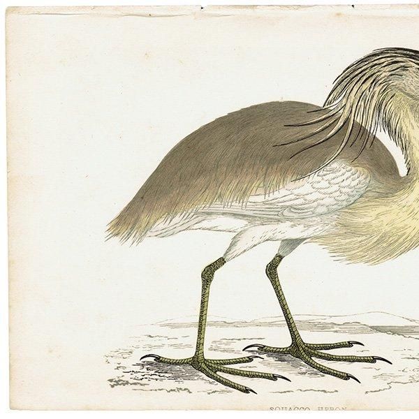 SQUACCO HERON ꥵ 1850ǯ ꥹ ƥץ ʪ  (A history of British birds)   0138