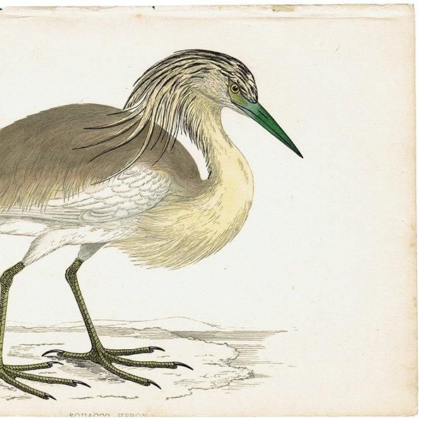 SQUACCO HERON ꥵ 1850ǯ ꥹ ƥץ ʪ  (A history of British birds)   0138