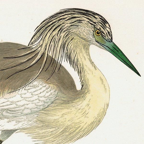 SQUACCO HERON ꥵ 1850ǯ ꥹ ƥץ ʪ  (A history of British birds)   0138