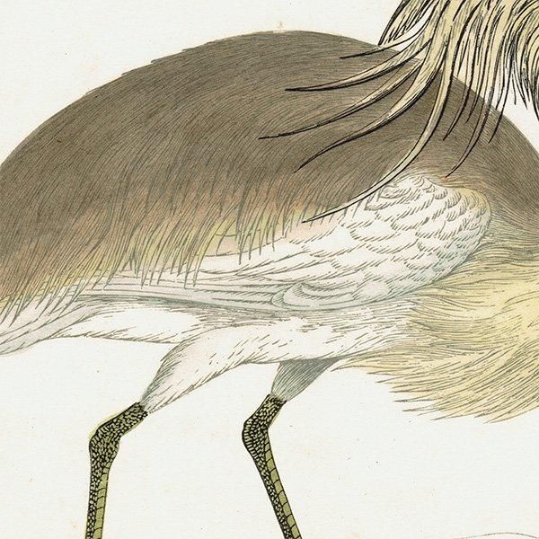 SQUACCO HERON ꥵ 1850ǯ ꥹ ƥץ ʪ  (A history of British birds)   0138