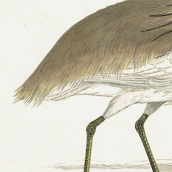 SQUACCO HERON ꥵ 1850ǯ ꥹ ƥץ ʪ  (A history of British birds)   0138