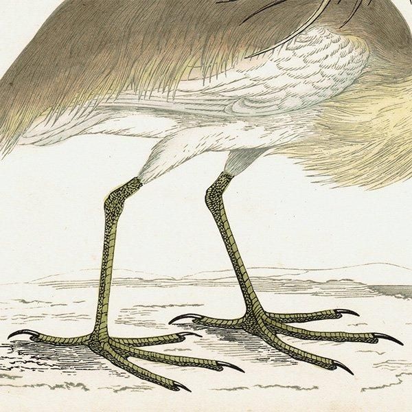 SQUACCO HERON ꥵ 1850ǯ ꥹ ƥץ ʪ  (A history of British birds)   0138