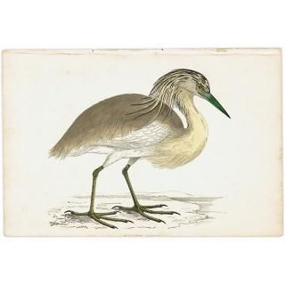 鳥(Birds) - インテリアにプラスしたくなる アンティーク と 鳥(Birds) - インテリアにプラスしたくなる アンティーク と
