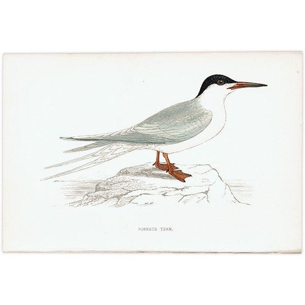 ROSEATE TERN ٥˥ 1850ǯ ꥹ ƥץ ʪ  (A history of British birds)   0150