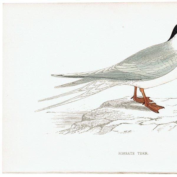 ROSEATE TERN ٥˥ 1850ǯ ꥹ ƥץ ʪ  (A history of British birds)   0150