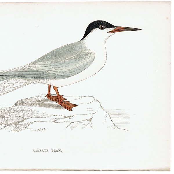 ROSEATE TERN ٥˥ 1850ǯ ꥹ ƥץ ʪ  (A history of British birds)   0150<img class='new_mark_img2' src='https://img.shop-pro.jp/img/new/icons5.gif' style='border:none;display:inline;margin:0px;padding:0px;width:auto;' />