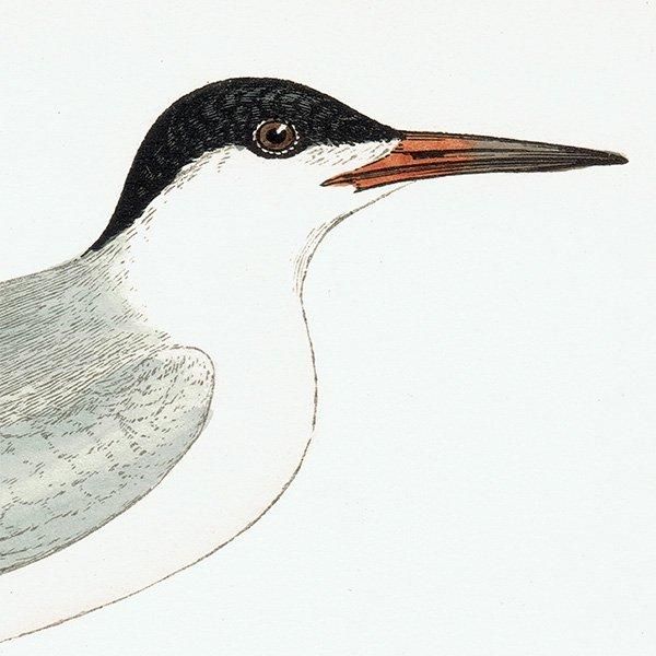 ROSEATE TERN ٥˥ 1850ǯ ꥹ ƥץ ʪ  (A history of British birds)   0150