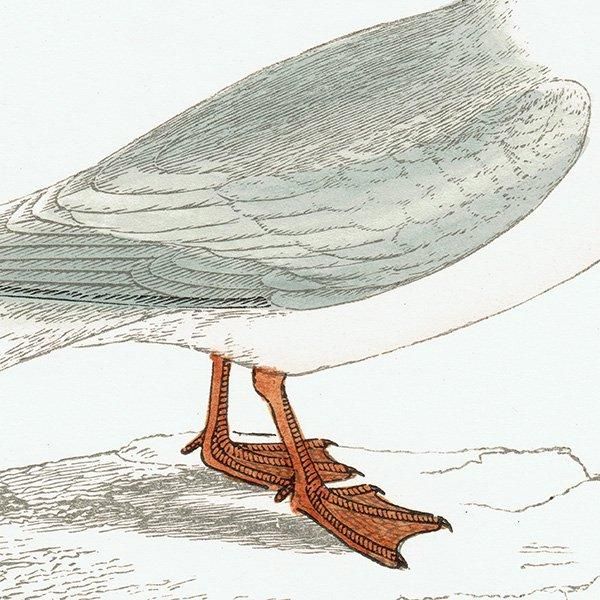 ROSEATE TERN ٥˥ 1850ǯ ꥹ ƥץ ʪ  (A history of British birds)   0150