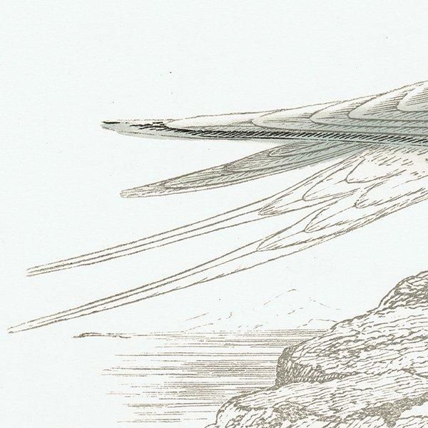 ROSEATE TERN ٥˥ 1850ǯ ꥹ ƥץ ʪ  (A history of British birds)   0150