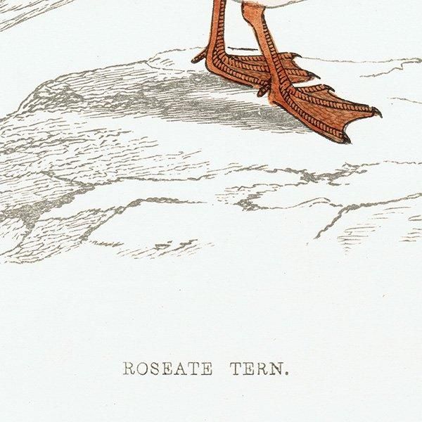ROSEATE TERN ٥˥ 1850ǯ ꥹ ƥץ ʪ  (A history of British birds)   0150