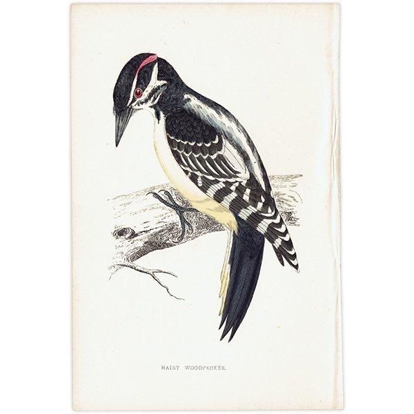 HAIRY WOODPECKER  1850ǯ ꥹ ƥץ ʪ  (A history of British birds)   0139