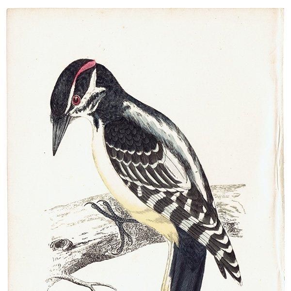 HAIRY WOODPECKER  1850ǯ ꥹ ƥץ ʪ  (A history of British birds)   0139