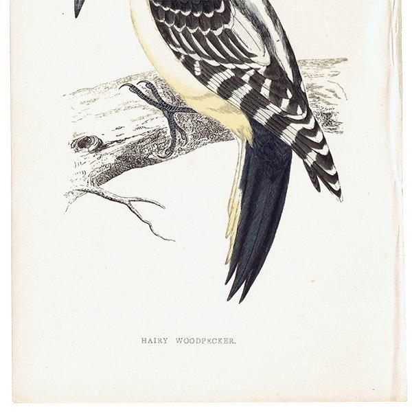 HAIRY WOODPECKER  1850ǯ ꥹ ƥץ ʪ  (A history of British birds)   0139