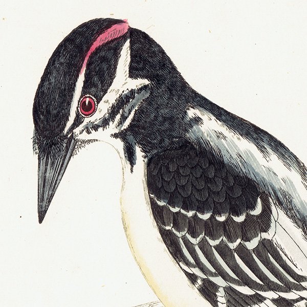 HAIRY WOODPECKER  1850ǯ ꥹ ƥץ ʪ  (A history of British birds)   0139<img class='new_mark_img2' src='https://img.shop-pro.jp/img/new/icons5.gif' style='border:none;display:inline;margin:0px;padding:0px;width:auto;' />