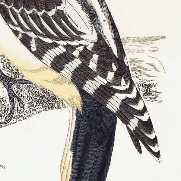 HAIRY WOODPECKER  1850ǯ ꥹ ƥץ ʪ  (A history of British birds)   0139