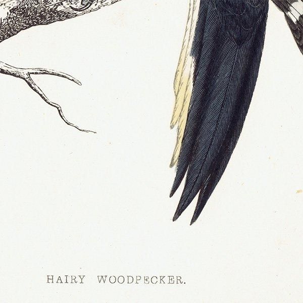 HAIRY WOODPECKER  1850ǯ ꥹ ƥץ ʪ  (A history of British birds)   0139