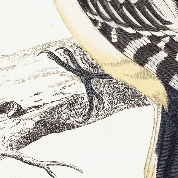 HAIRY WOODPECKER  1850ǯ ꥹ ƥץ ʪ  (A history of British birds)   0139