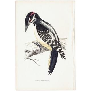 鳥(Birds) - インテリアにプラスしたくなる アンティーク と 鳥(Birds) - インテリアにプラスしたくなる アンティーク と
